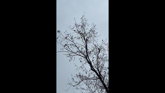 European Starling - ML647225022