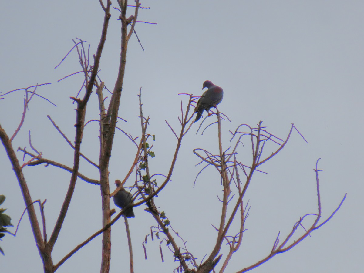 Red-billed Pigeon - ML647225026