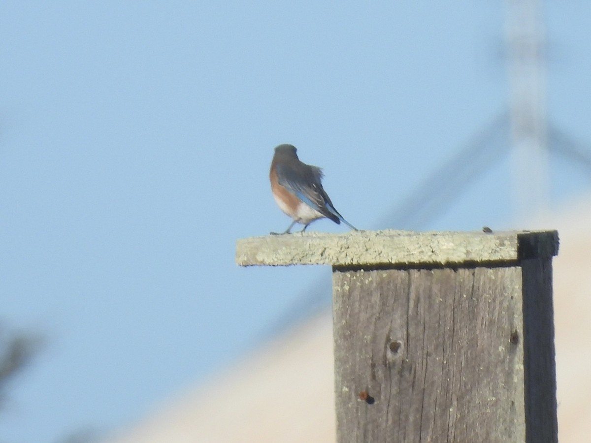 Eastern Bluebird - ML647225027