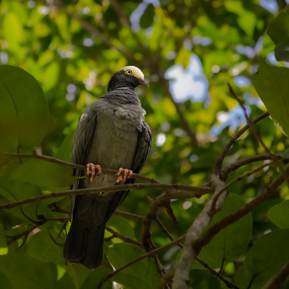 White-crowned Pigeon - ML647225030