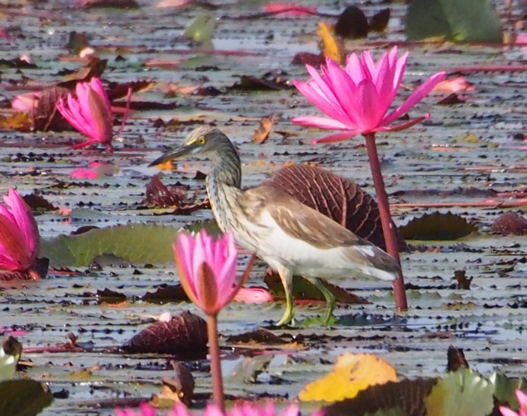 Chinese Pond-Heron - ML647225033