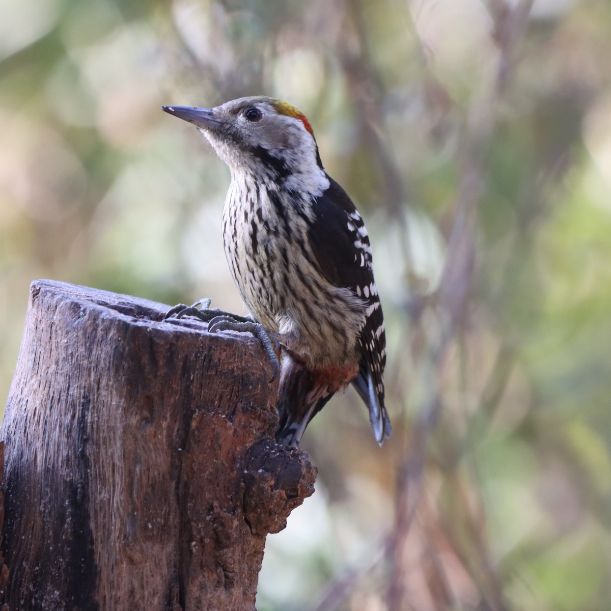 bergspett - ML647225044