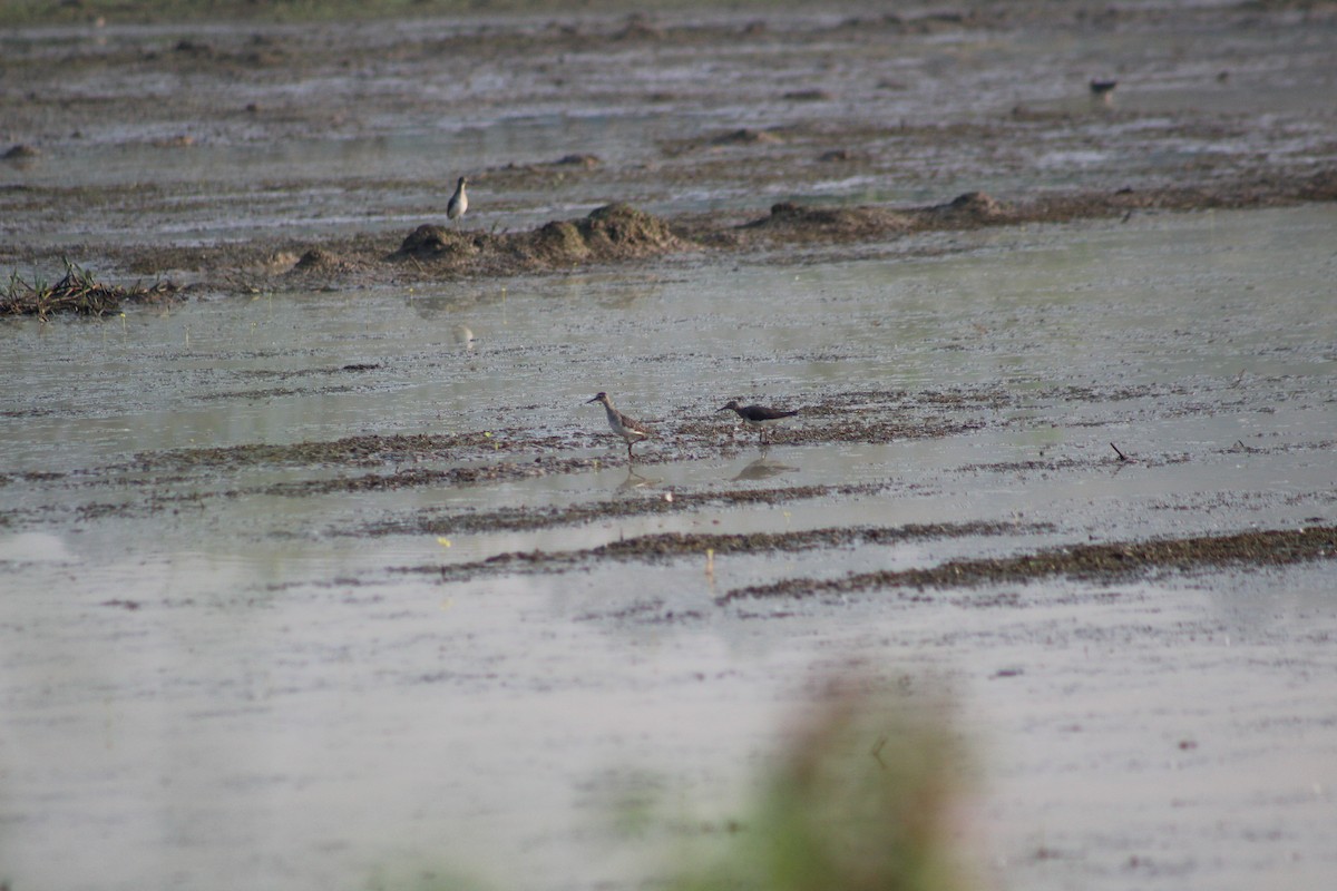 Wood Sandpiper - ML647225045