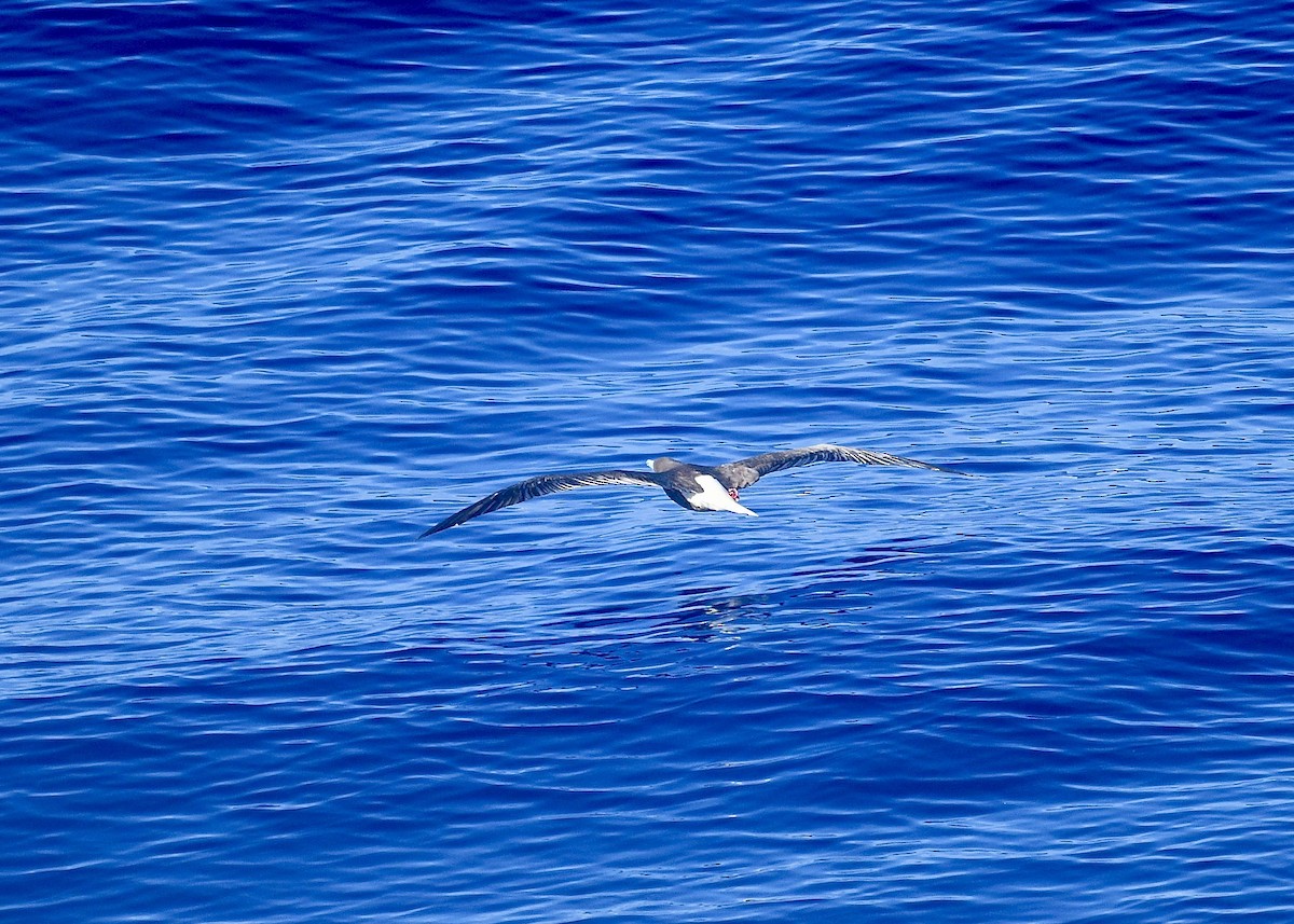 Сула червононога - ML647225046