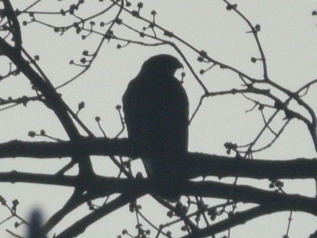 Épervier de Cooper - ML647225049