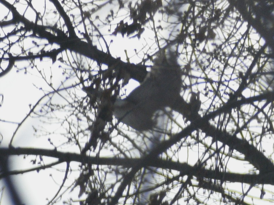 Épervier de Cooper - ML647225050