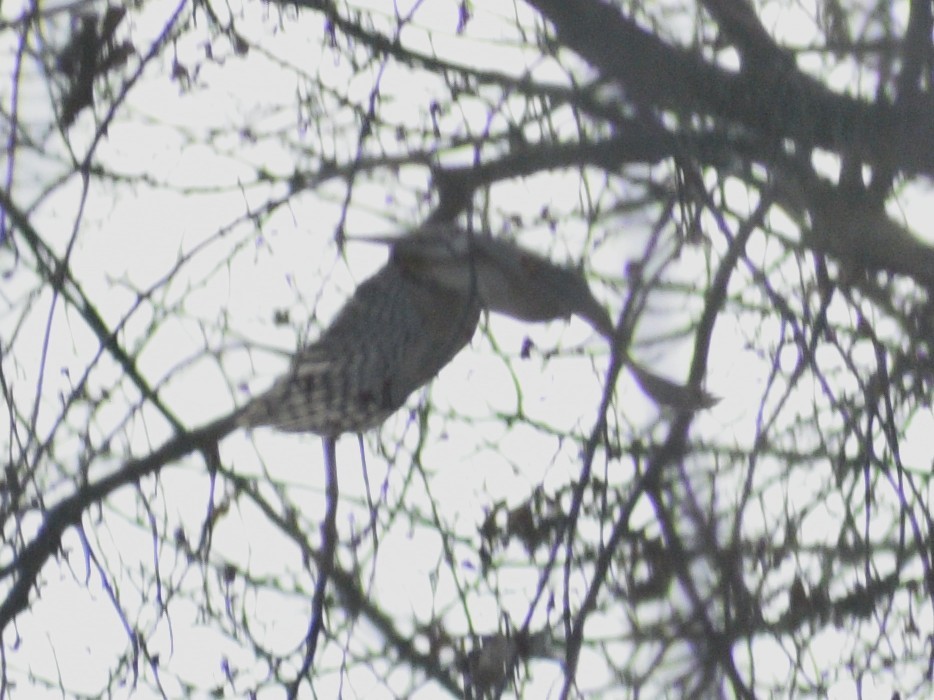 Épervier de Cooper - ML647225051