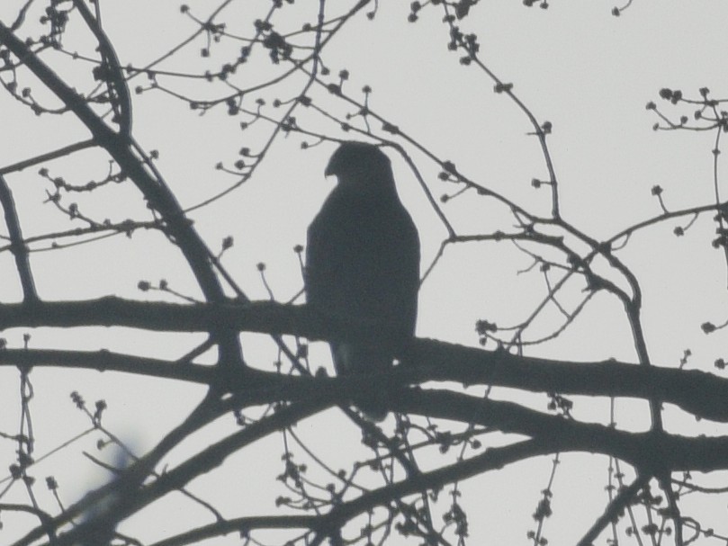 Épervier de Cooper - ML647225052