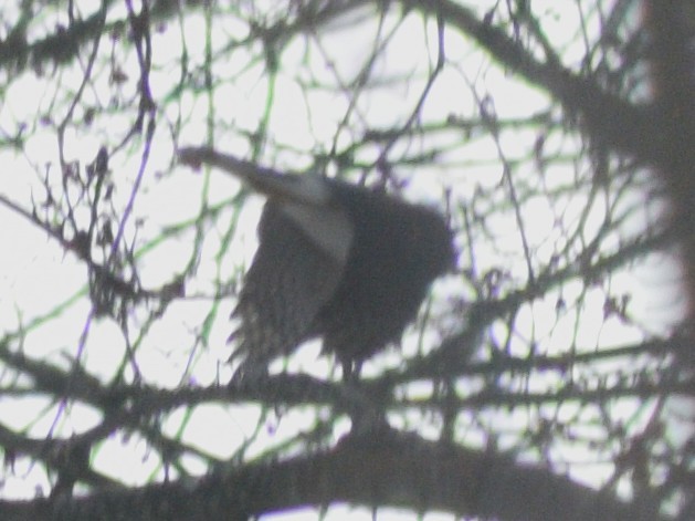 Épervier de Cooper - ML647225053