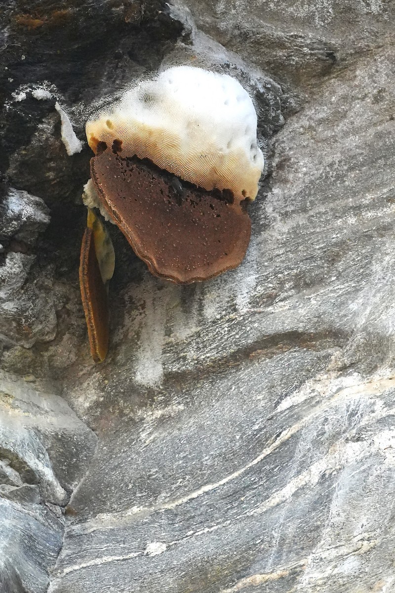 Yellow-rumped Honeyguide - ML647225055