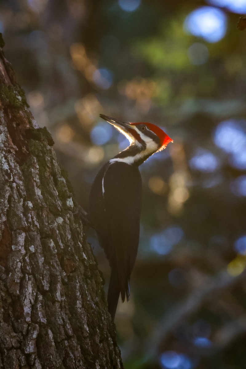 Grand Pic - ML647225056