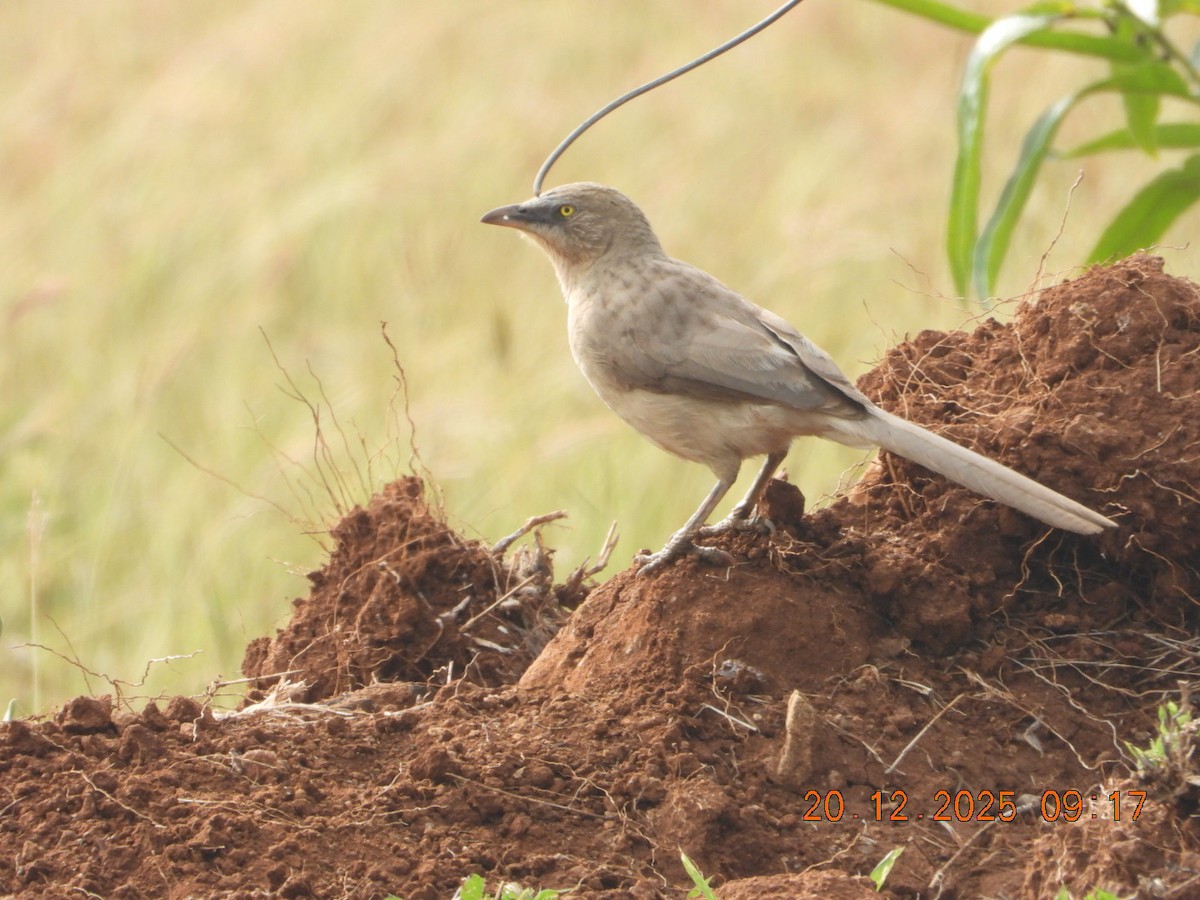 Cratérope gris - ML647225057