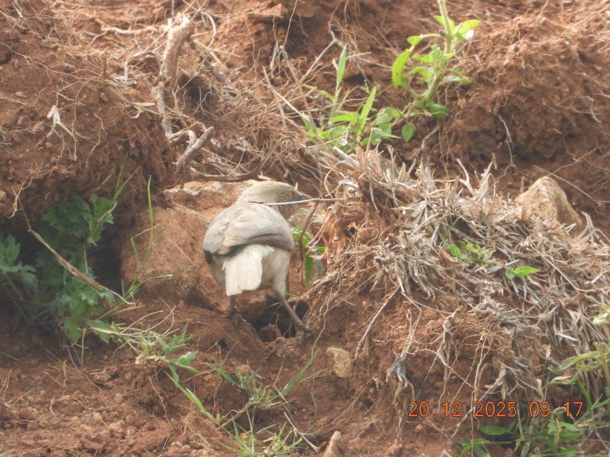 Cratérope gris - ML647225058