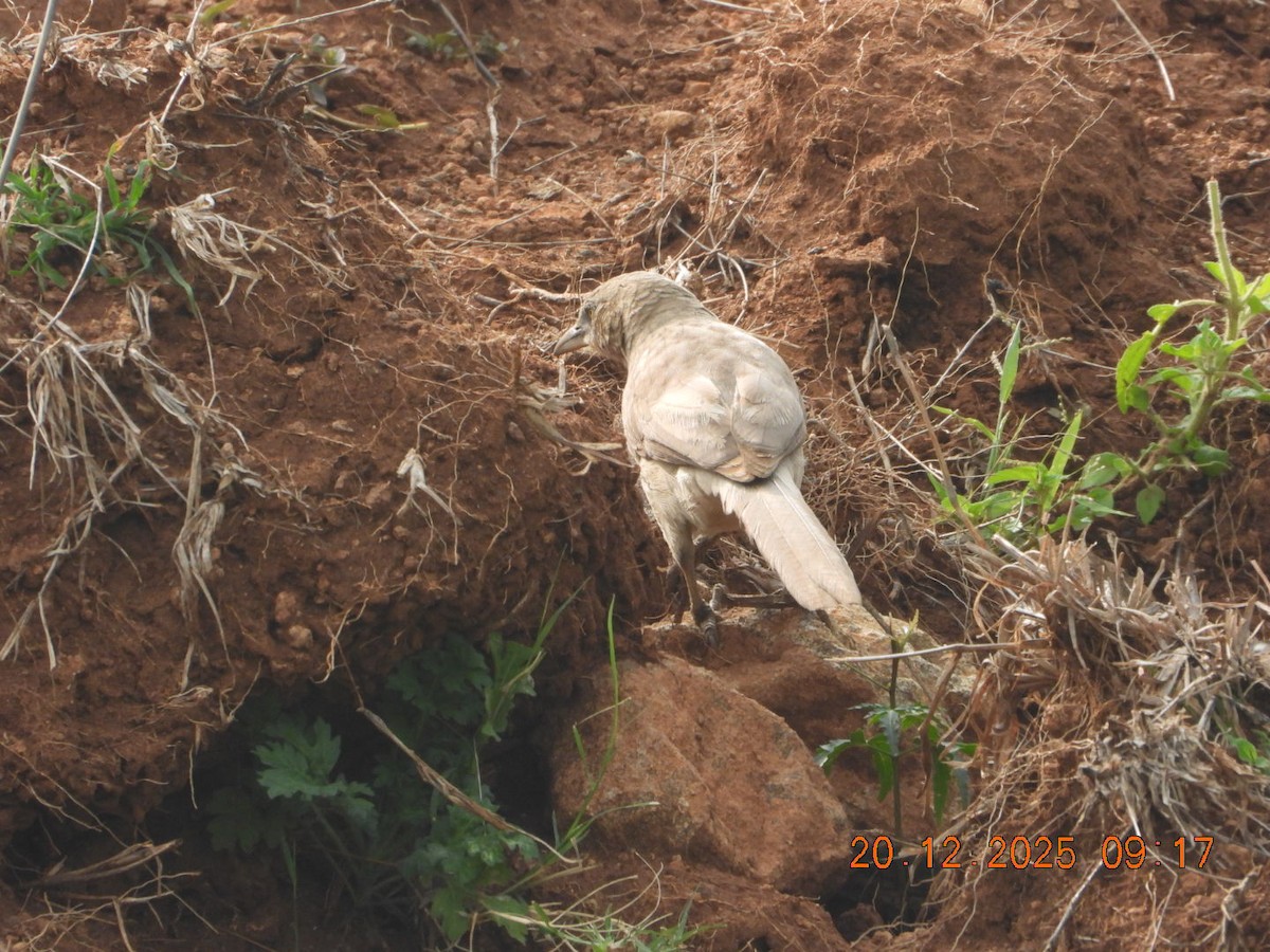 Cratérope gris - ML647225061