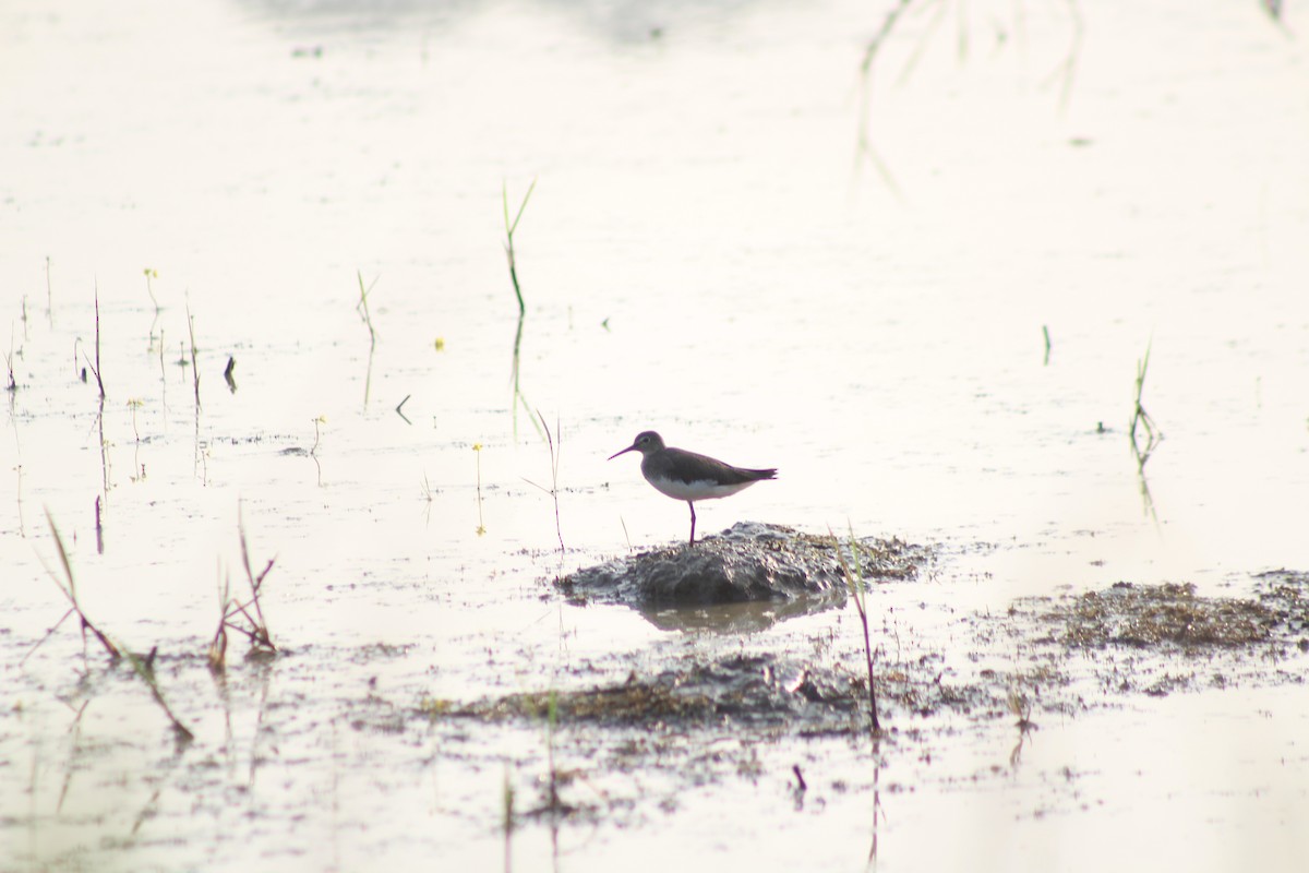 Green Sandpiper - ML647225064