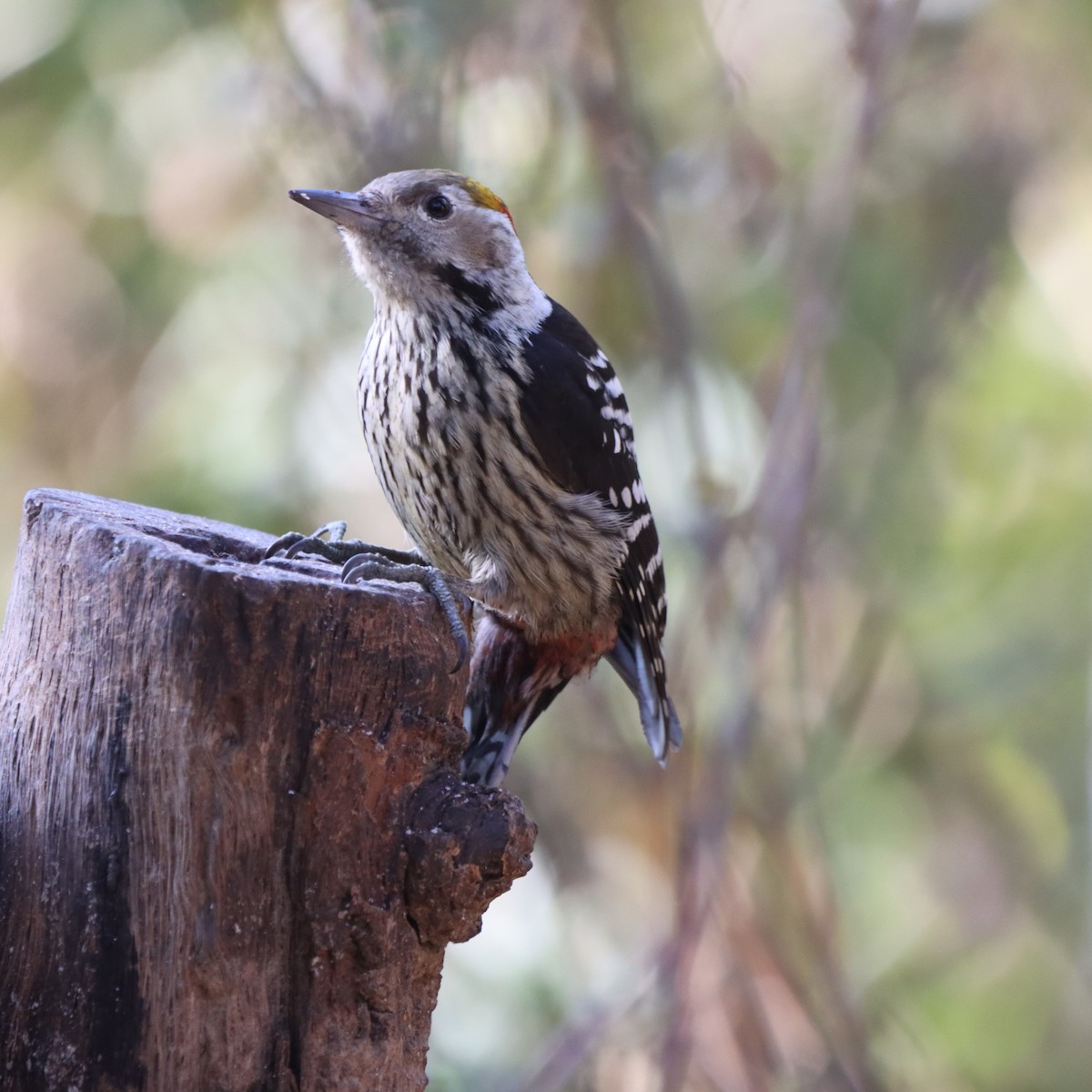 Pic à tête jaune - ML647225065