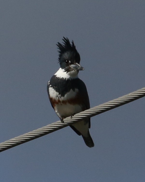 Martin-pêcheur d'Amérique - ML647225067