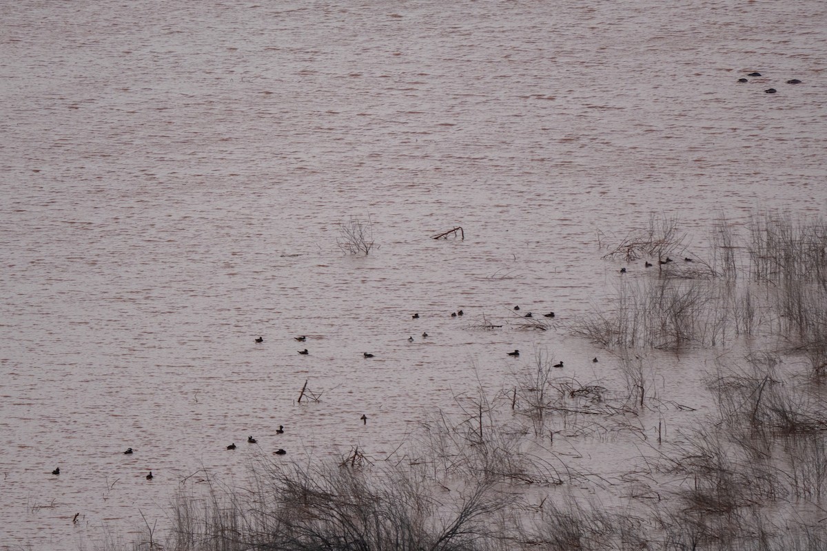 Harle couronné - ML647225068