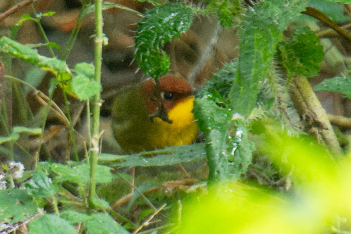 Bouscarle à tête marron - ML647225069