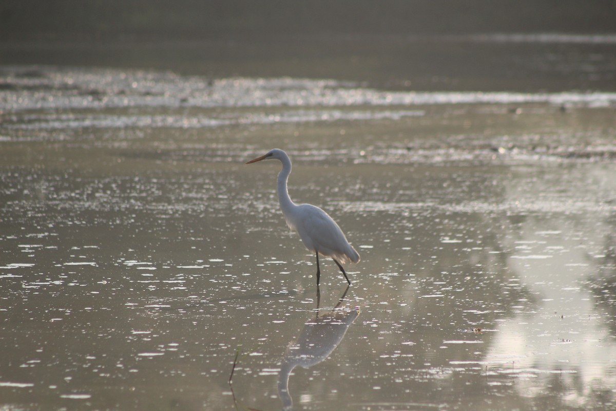 Héron intermédiaire - ML647225070