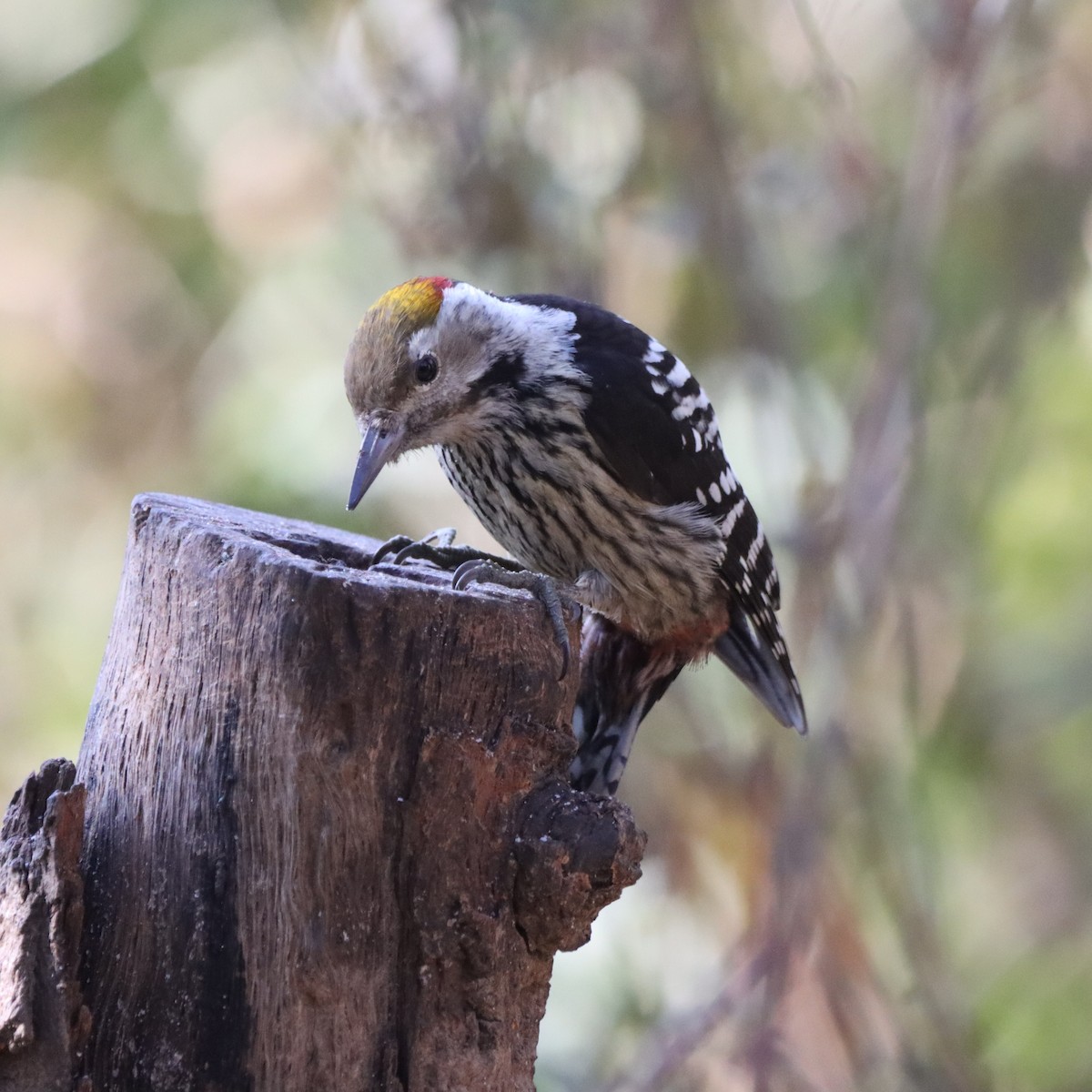 Pic à tête jaune - ML647225071