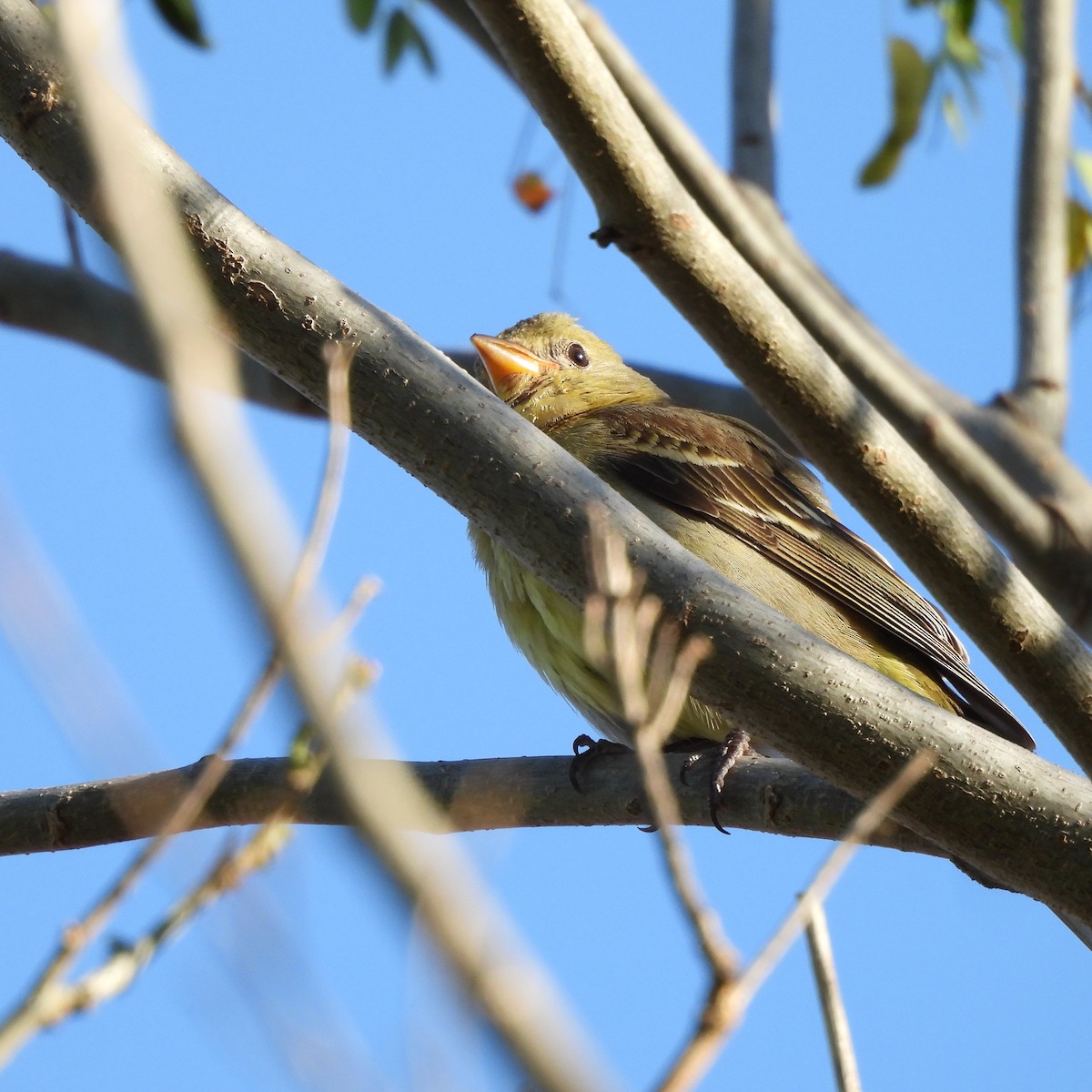 Piranga à tête rouge - ML647225073