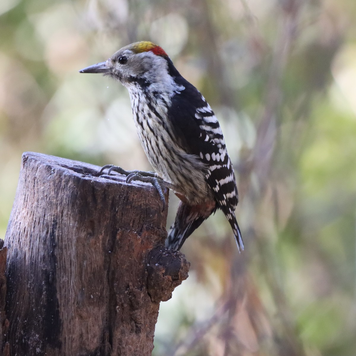 Pic à tête jaune - ML647225074