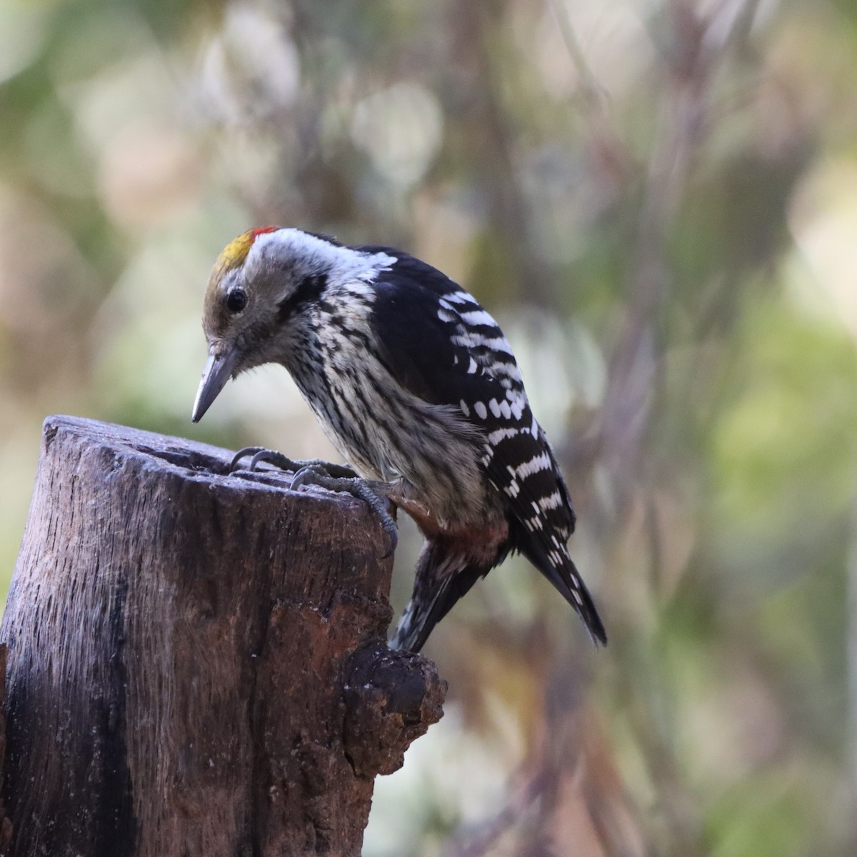 Pic à tête jaune - ML647225075
