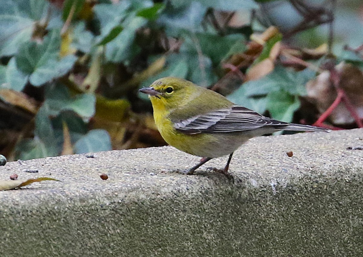 Paruline des pins - ML647225077