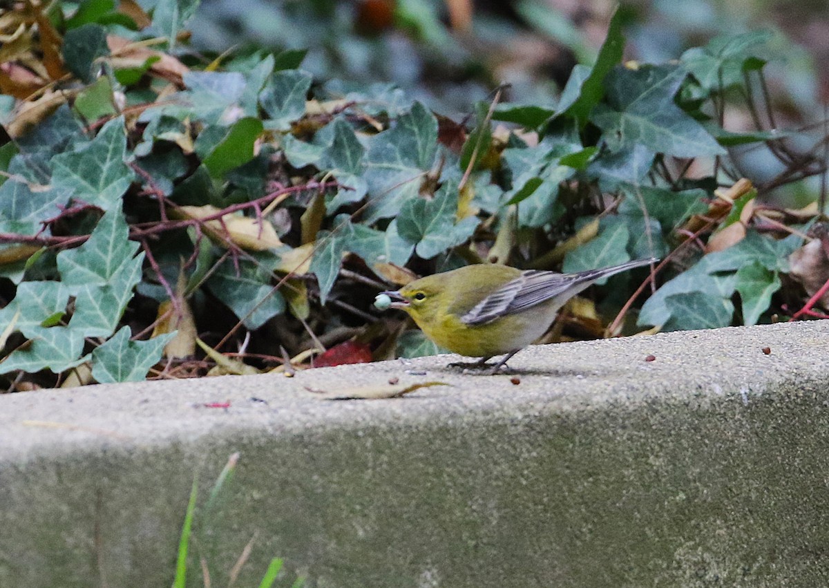 Paruline des pins - ML647225078