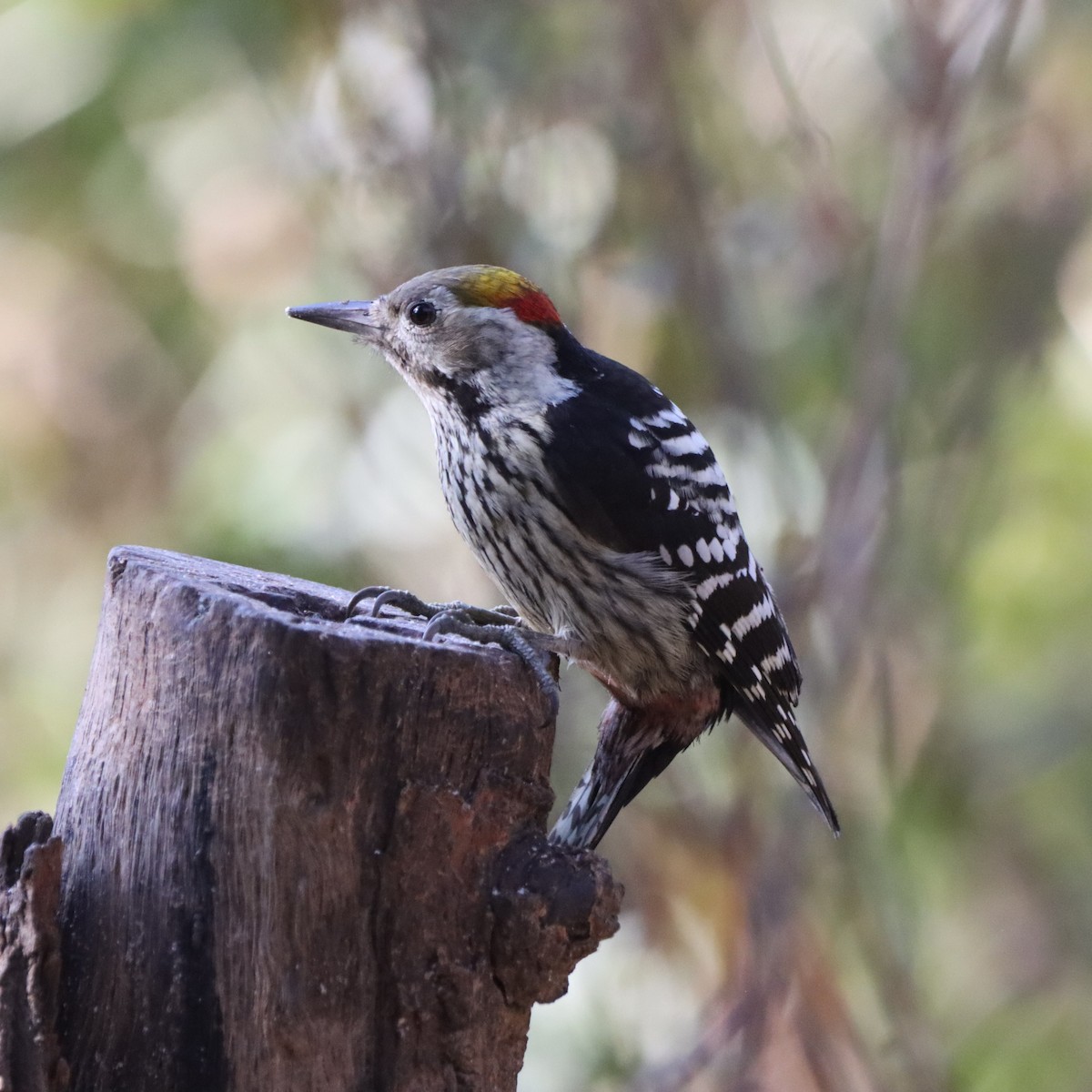 Pic à tête jaune - ML647225081