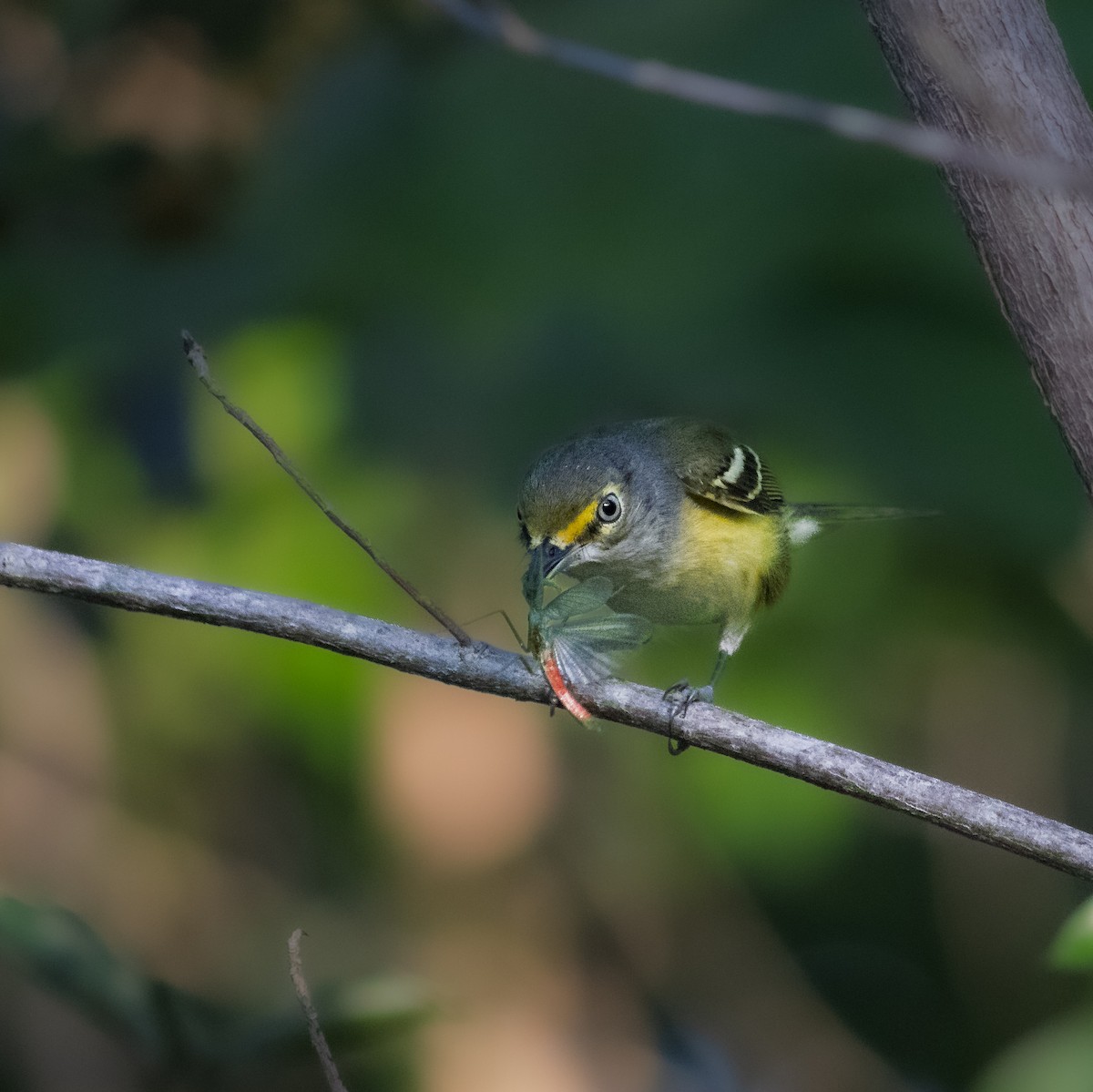Viréo aux yeux blancs - ML647225082
