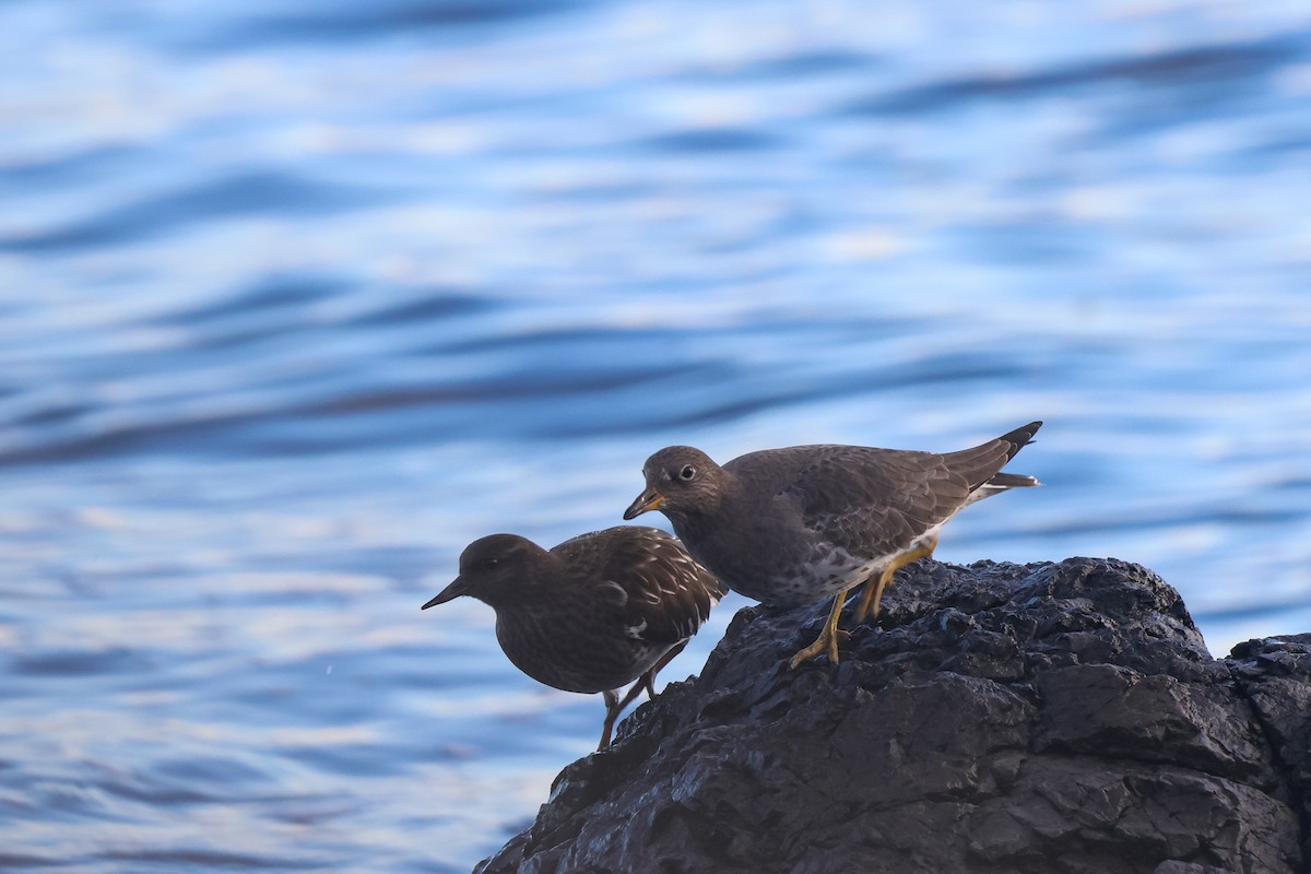 Bécasseau du ressac - ML647225083