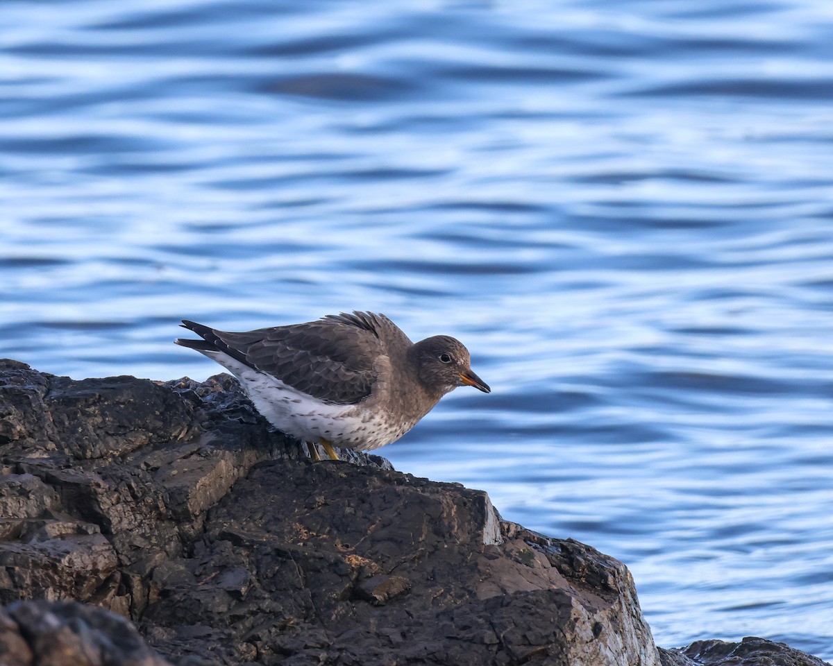 Bécasseau du ressac - ML647225084