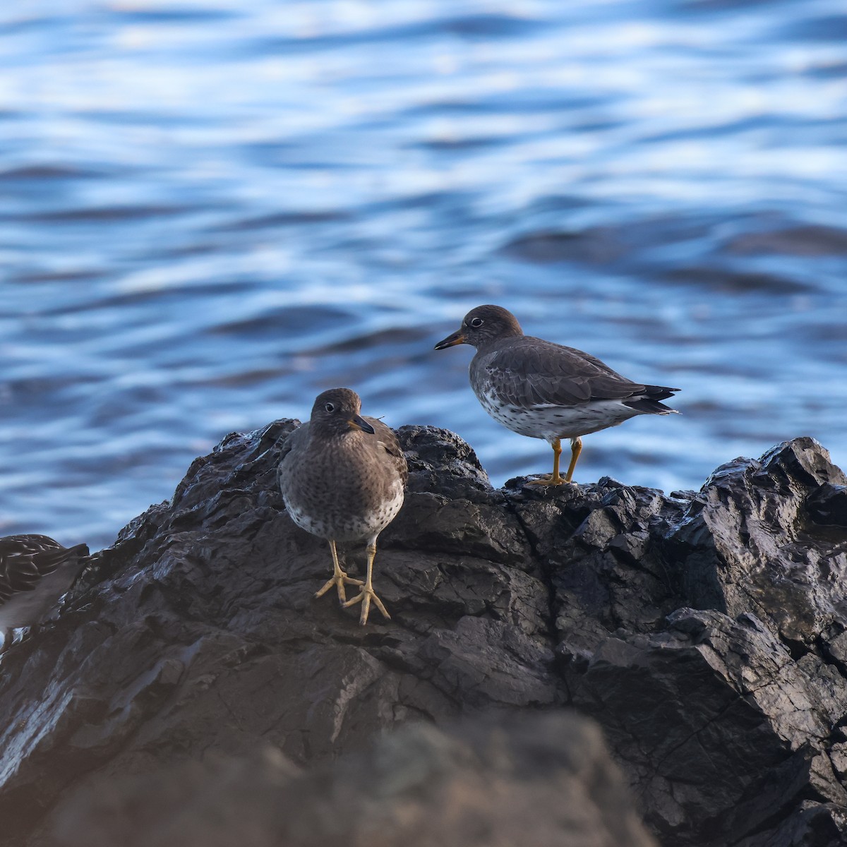 Bécasseau du ressac - ML647225085