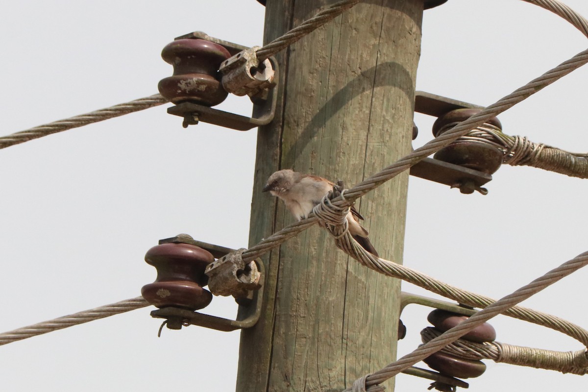 Moineau gris - ML647225086