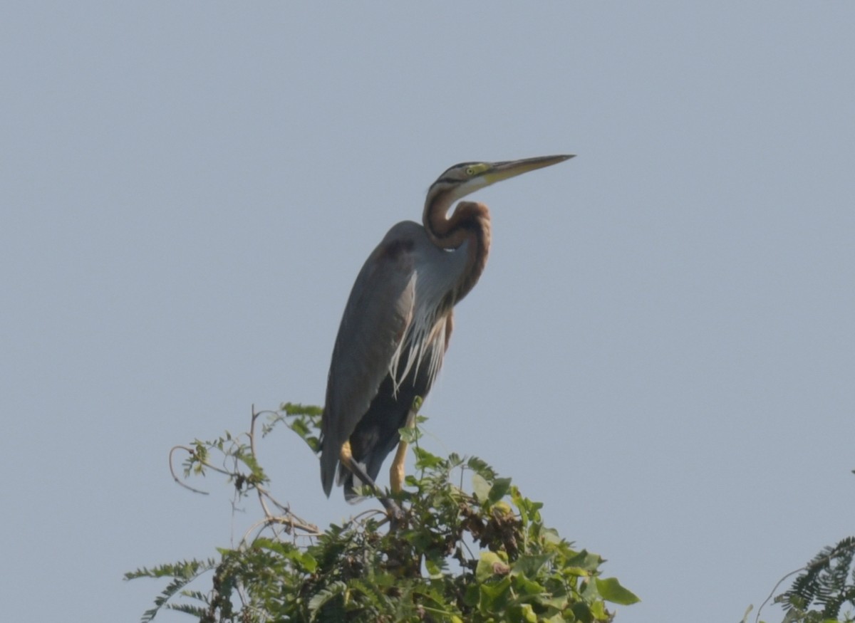 Héron pourpré - ML647225087