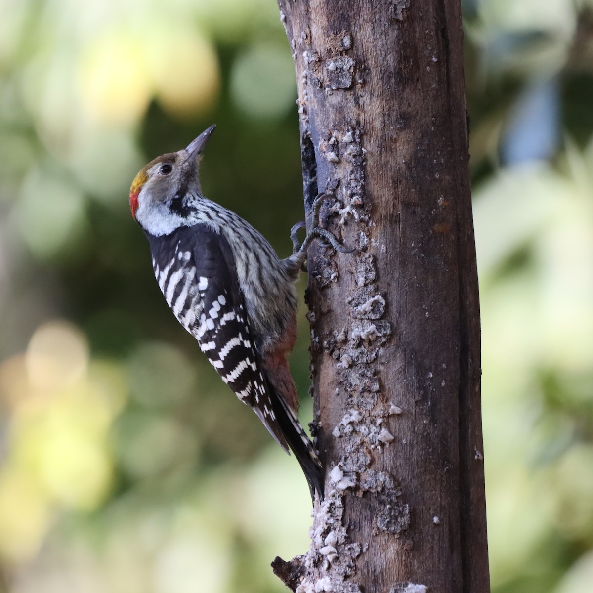 bergspett - ML647225088