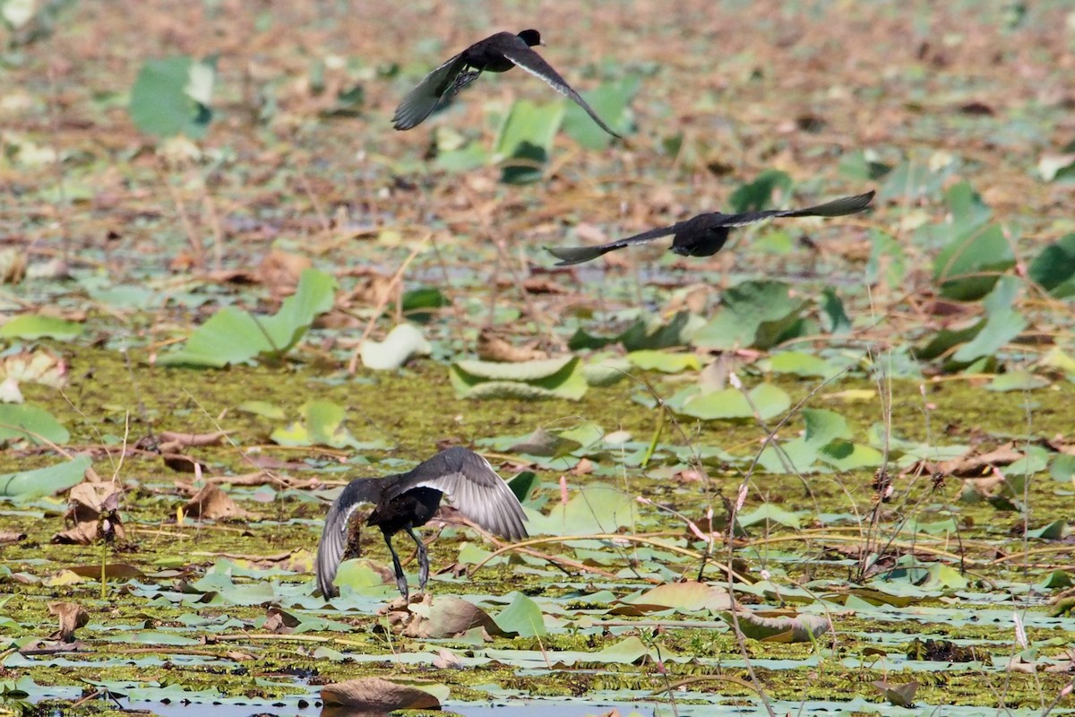 Gallinule poule-d'eau - ML647225098
