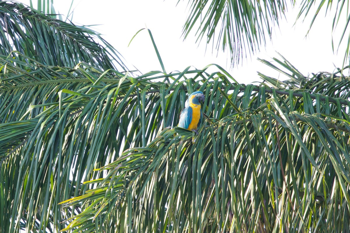 Ara canindé - ML647225099