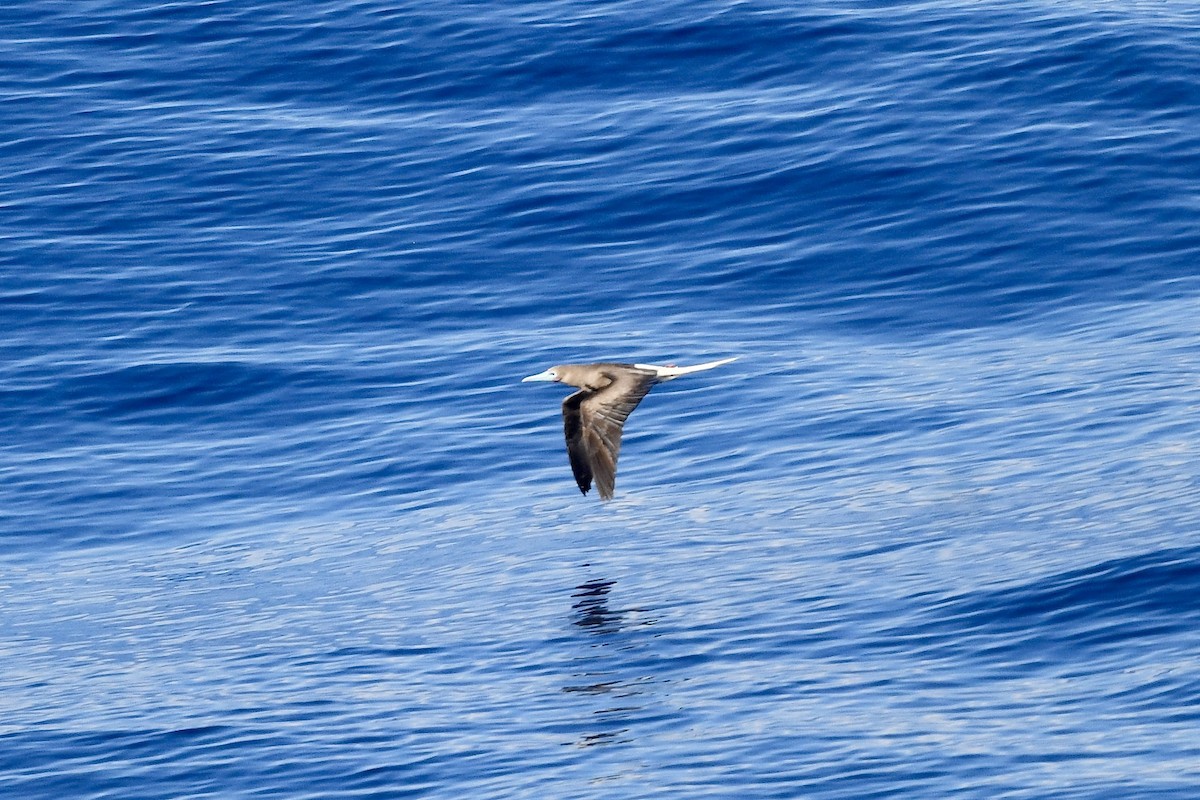 Сула червононога - ML647225104