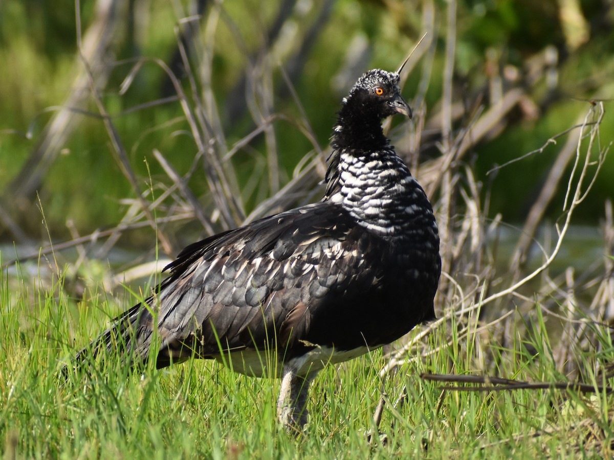 Chajá Añuma - ML647225105