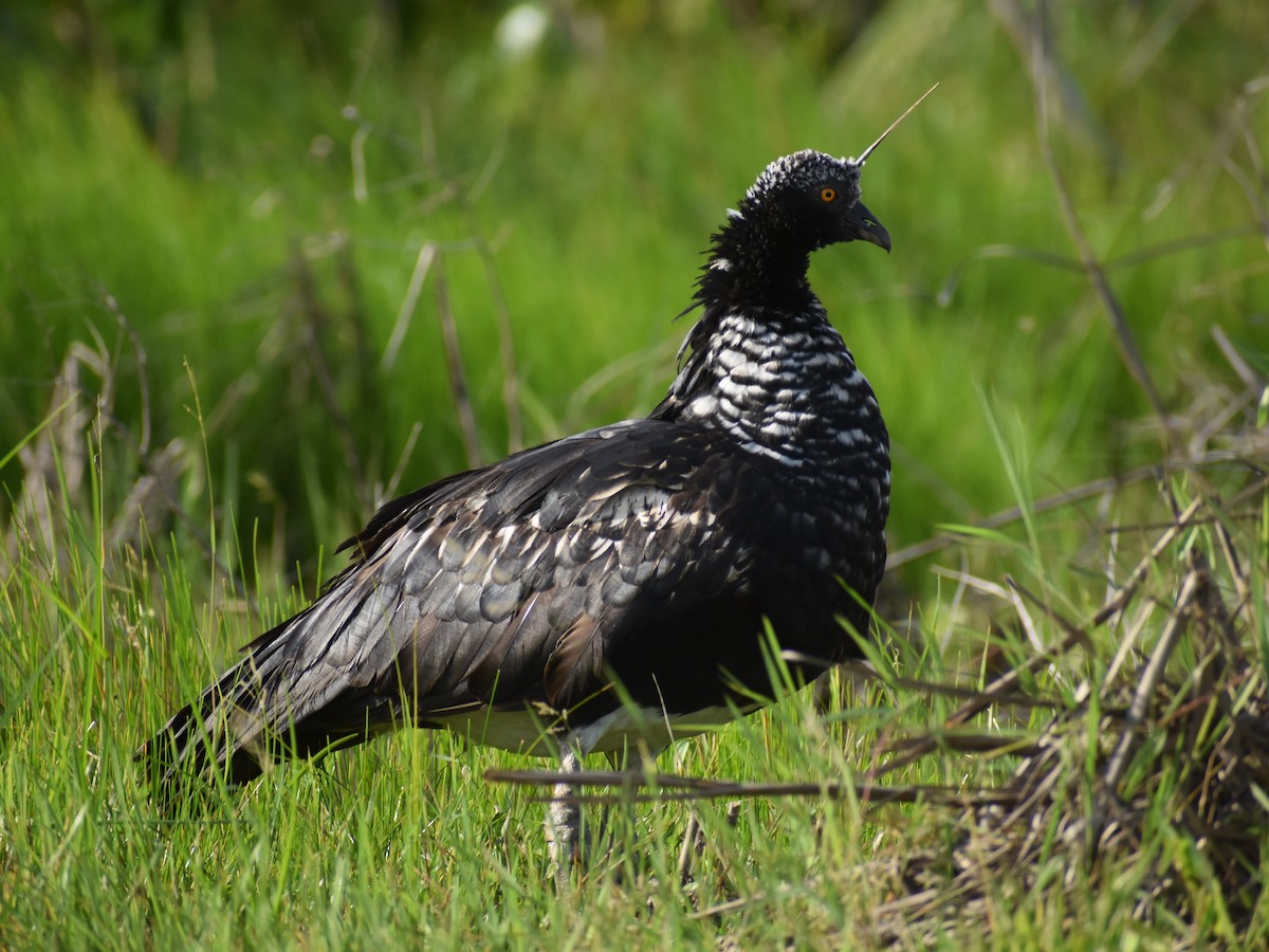 Chajá Añuma - ML647225106