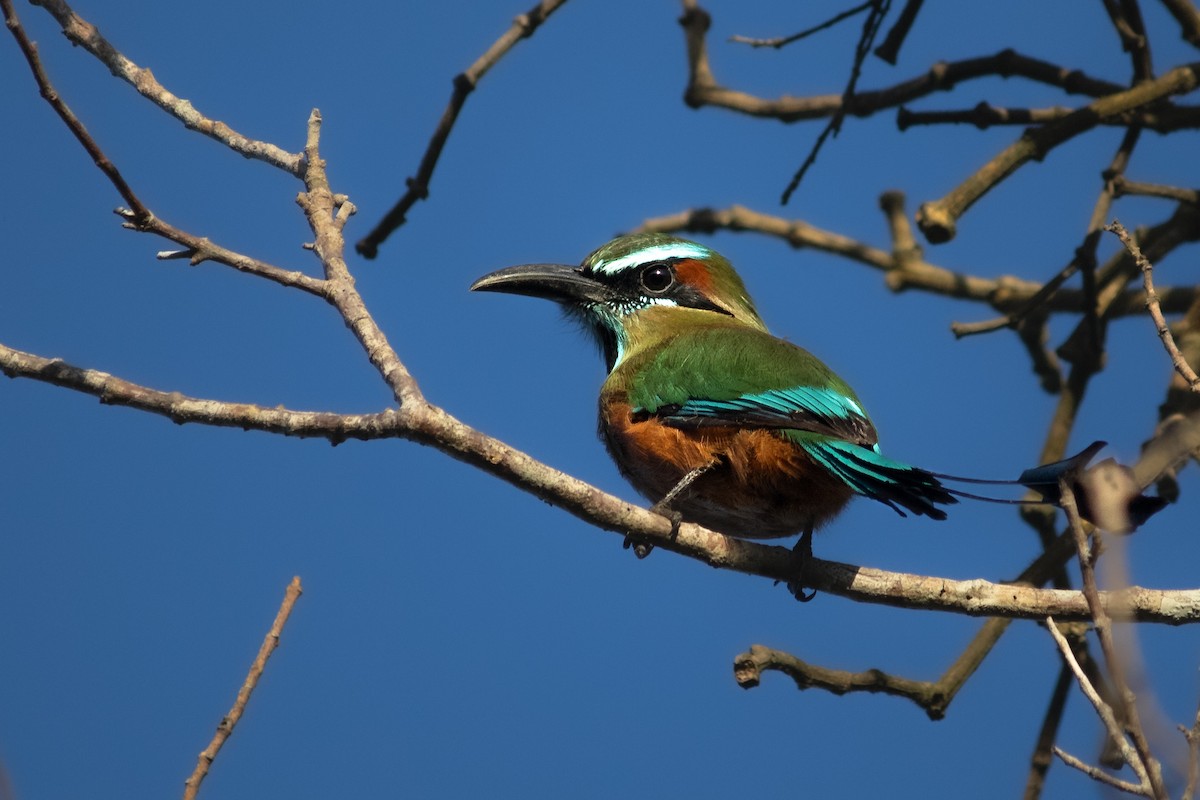 Момот рудочеревий - ML647225110