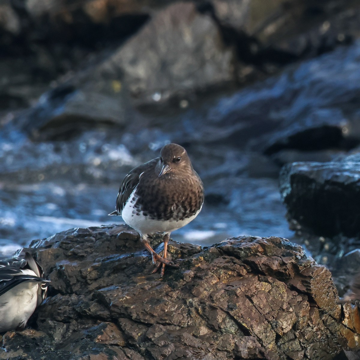 Black Turnstone - ML647225117
