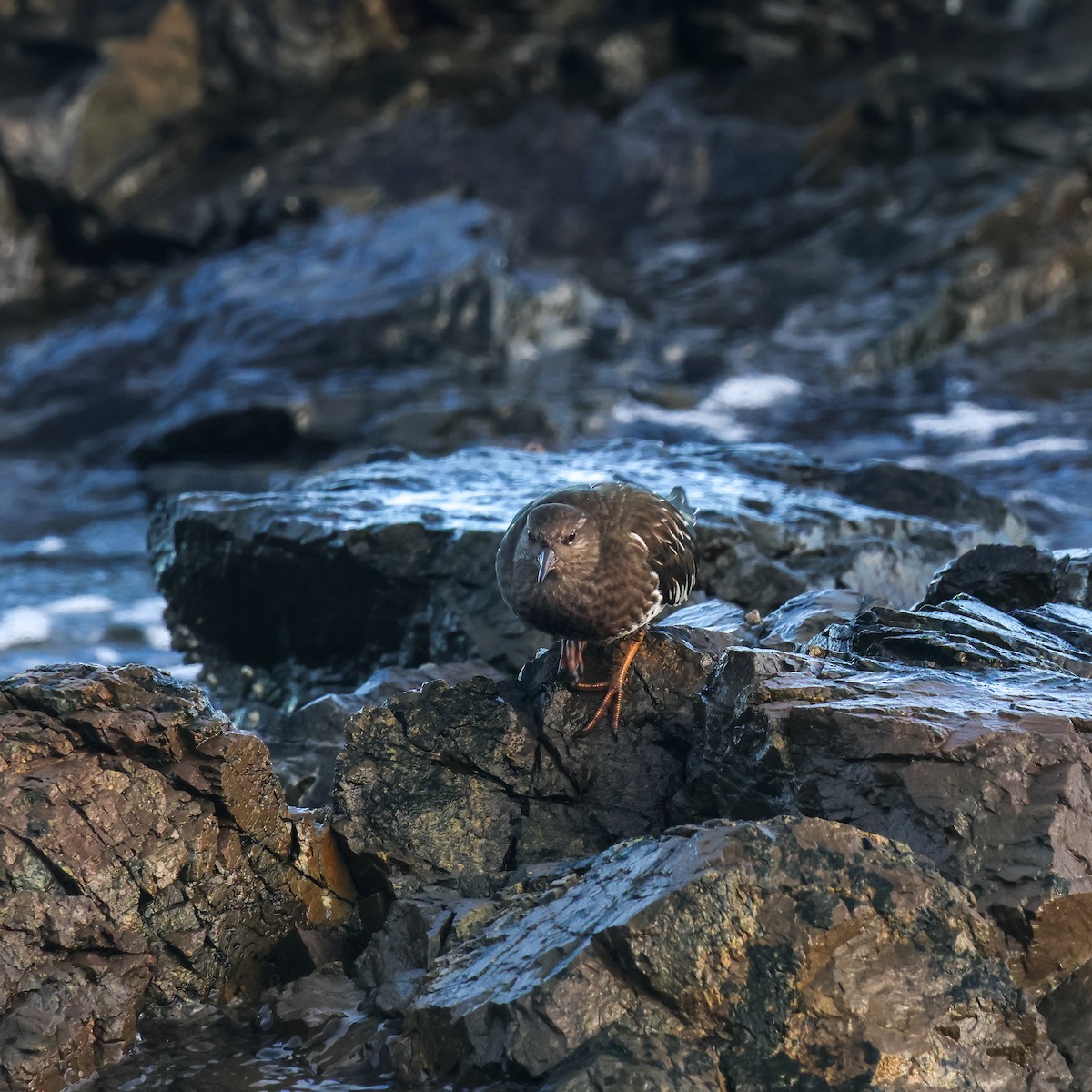Black Turnstone - ML647225118