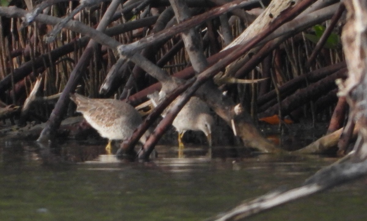 Short-billed Dowitcher - ML647225124