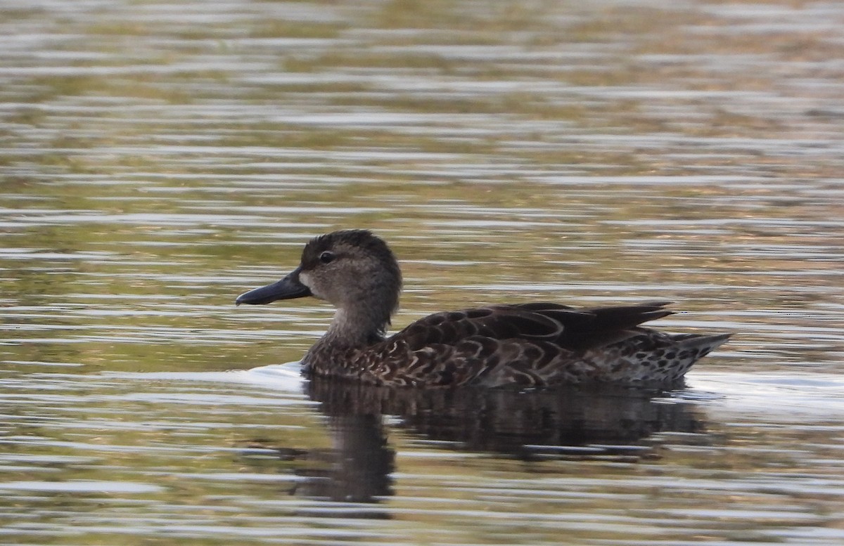 Blue-winged Teal - ML647225133