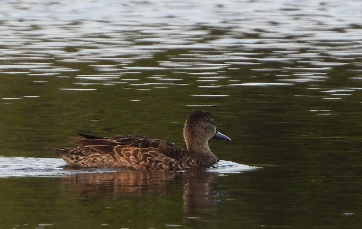 Blue-winged Teal - ML647225134