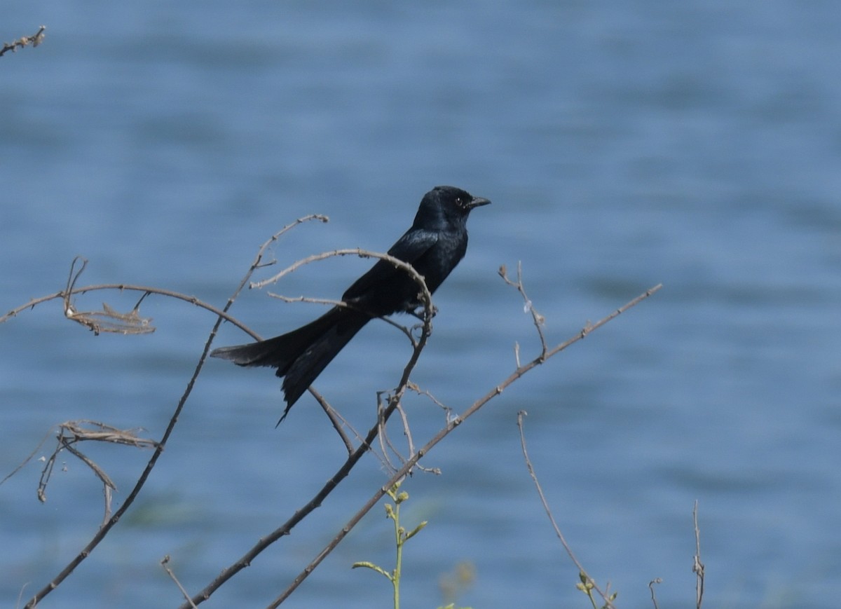 Black Drongo - ML647225137